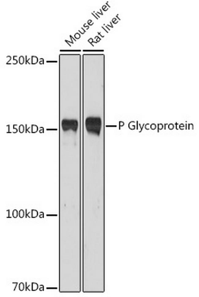 P-Glycoprotein Antibody in Western Blot (WB)