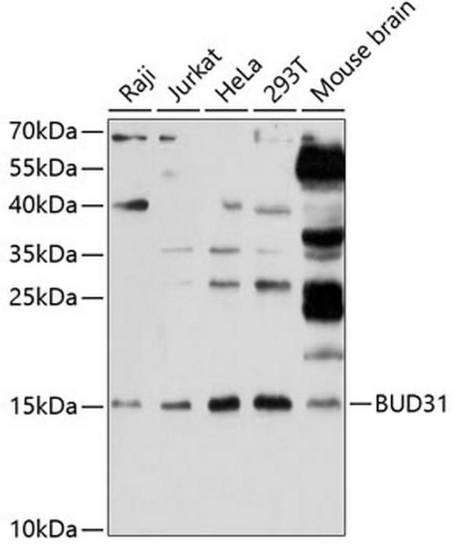 BUD31 Antibody in Western Blot (WB)