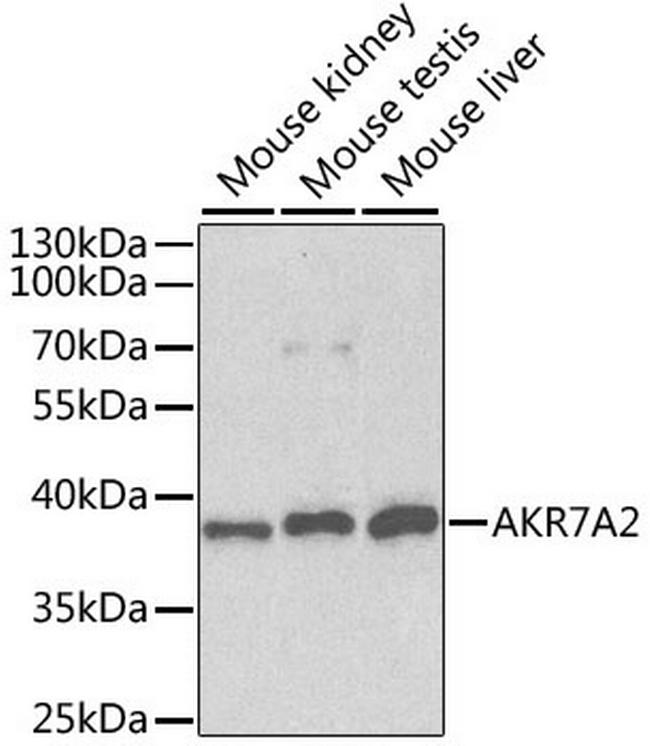 AKR7A2 Antibody in Western Blot (WB)