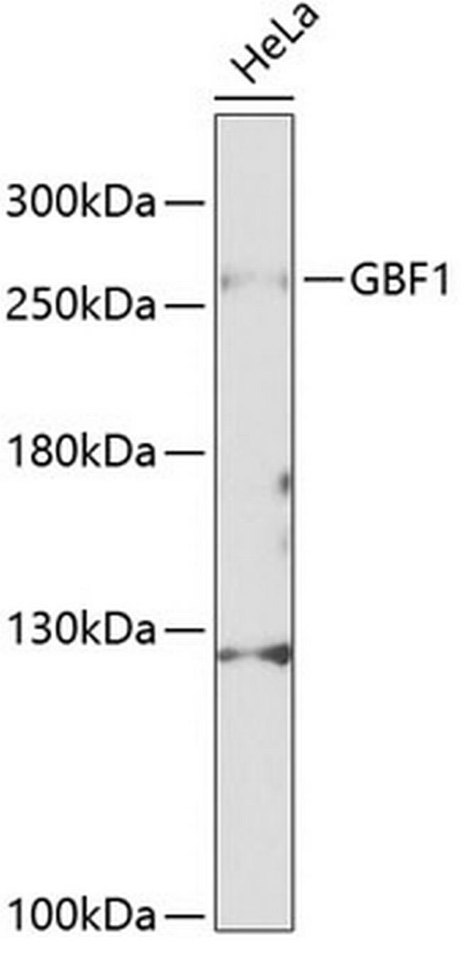 GBF1 Antibody in Western Blot (WB)