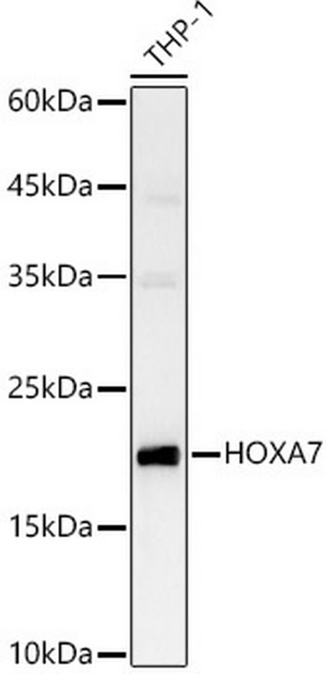 HOXA7 Antibody in Western Blot (WB)