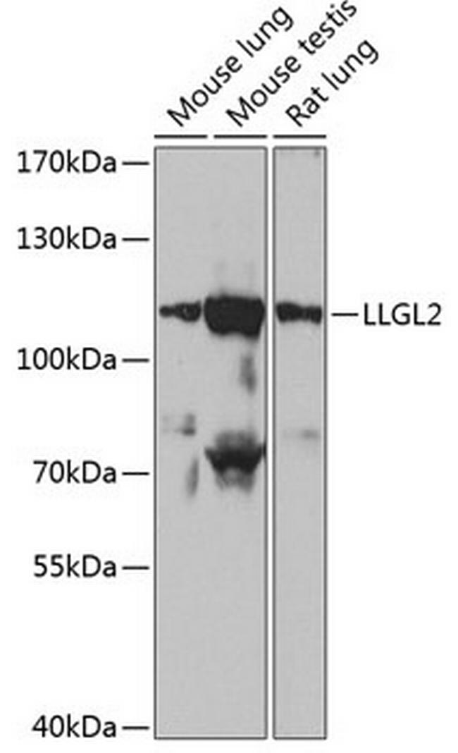 LLGL2 Antibody in Western Blot (WB)