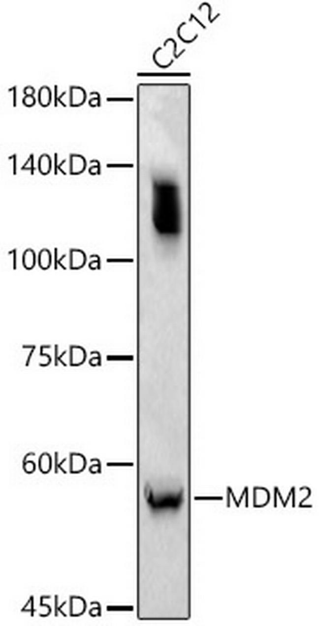 MDM2 Antibody in Western Blot (WB)