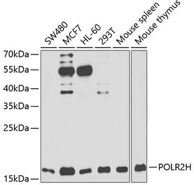 POLR2H Antibody in Western Blot (WB)