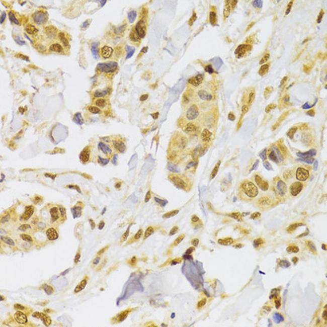 SLUG Antibody in Immunohistochemistry (Paraffin) (IHC (P))