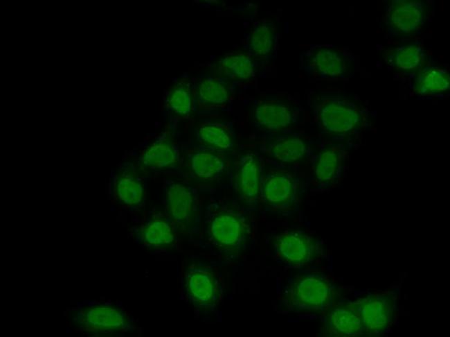 TEF1 Antibody in Immunocytochemistry (ICC/IF)