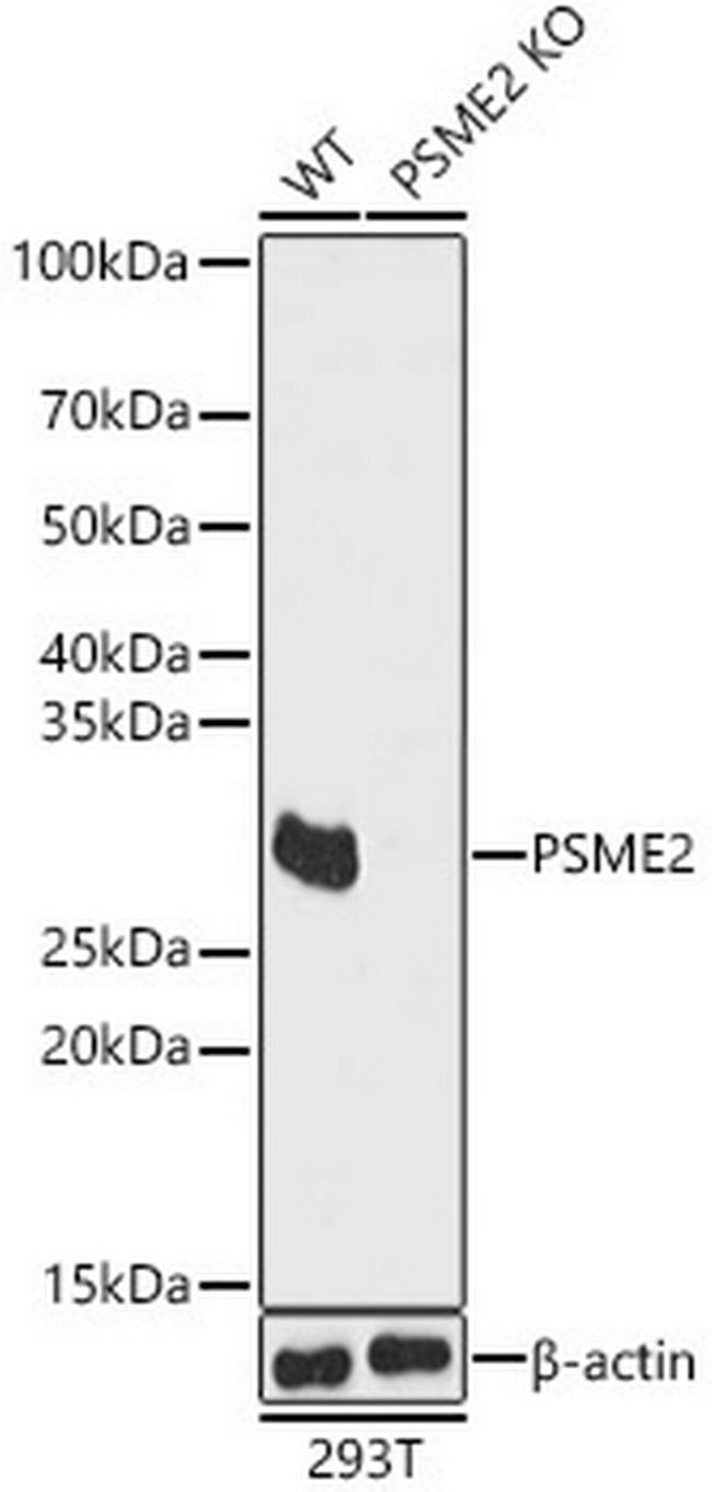 PSME2 Antibody in Western Blot (WB)