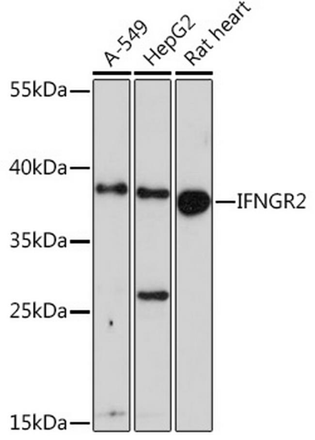 IFNGR2 Antibody in Western Blot (WB)