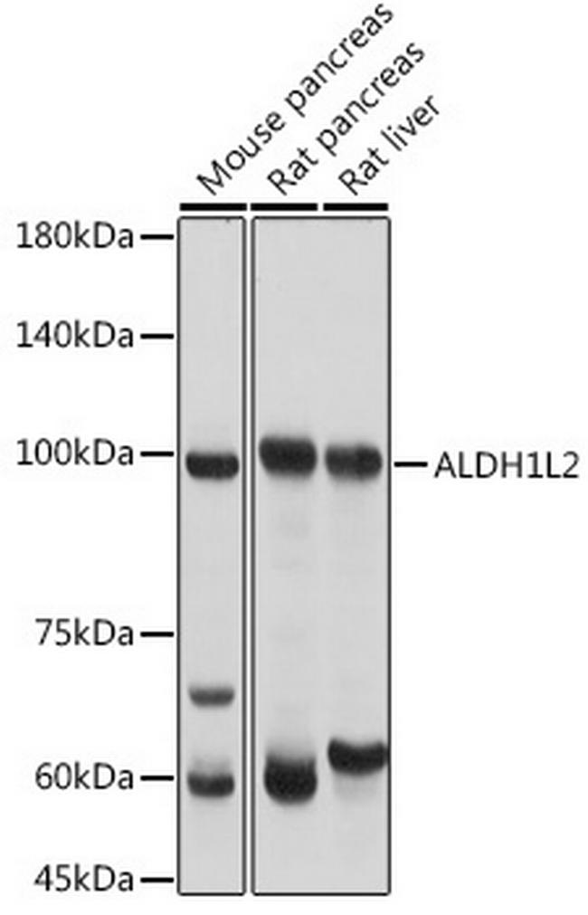 ALDH1L2 Antibody in Western Blot (WB)