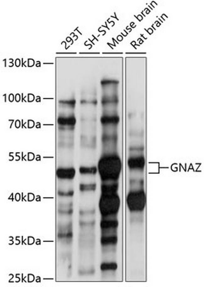 GNAZ Antibody in Western Blot (WB)