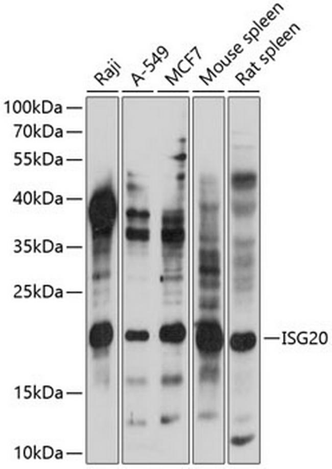 ISG20 Antibody in Western Blot (WB)