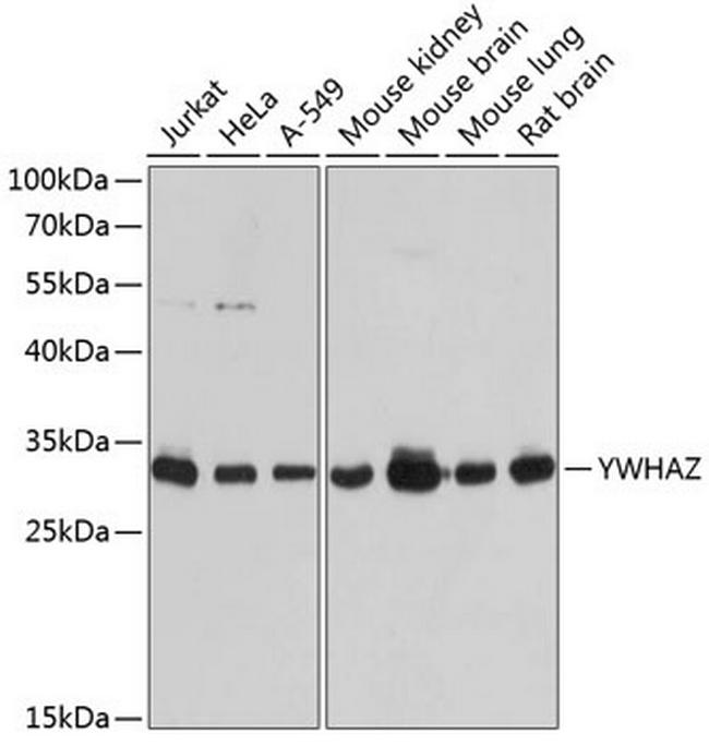 14-3-3 zeta Antibody in Western Blot (WB)