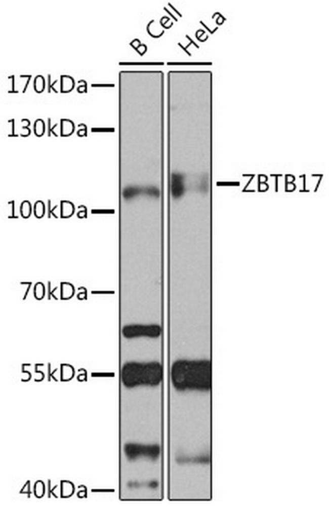 ZBTB17 Antibody in Western Blot (WB)