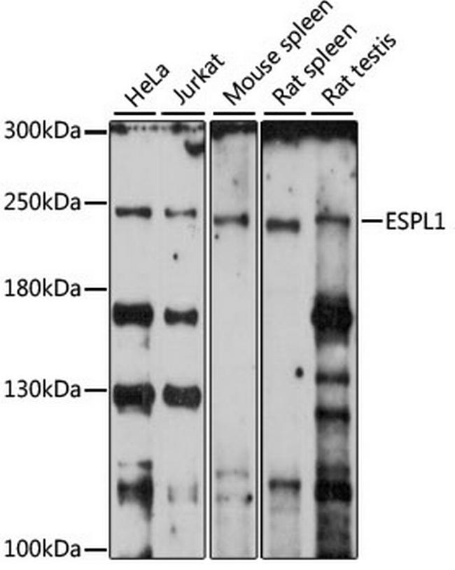 Separase Antibody in Western Blot (WB)