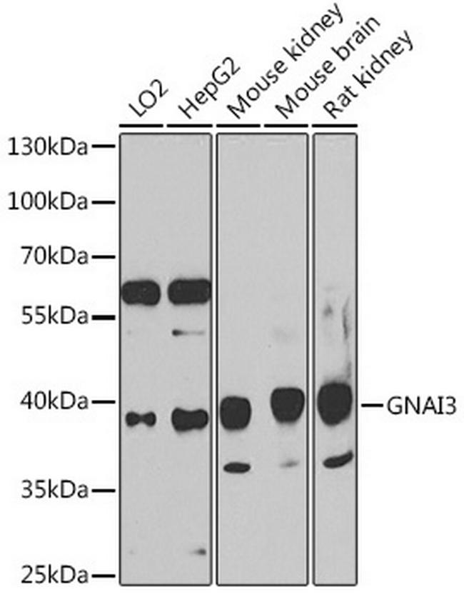 GNAI3 Antibody in Western Blot (WB)