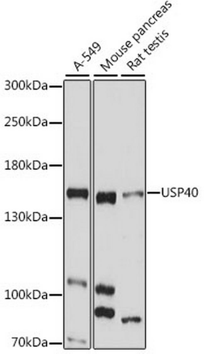 USP40 Antibody in Western Blot (WB)