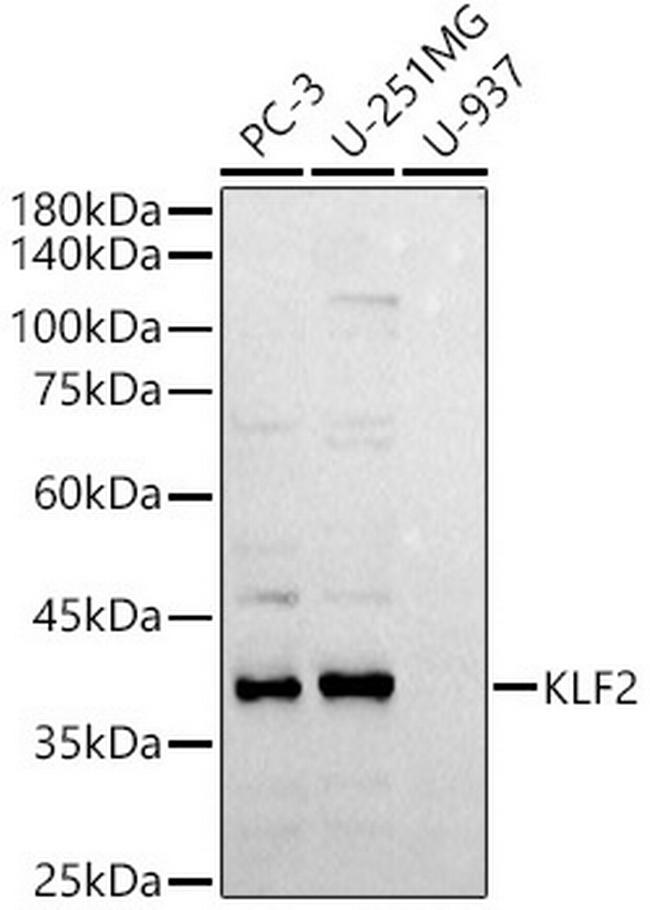 KLF2 Antibody in Western Blot (WB)