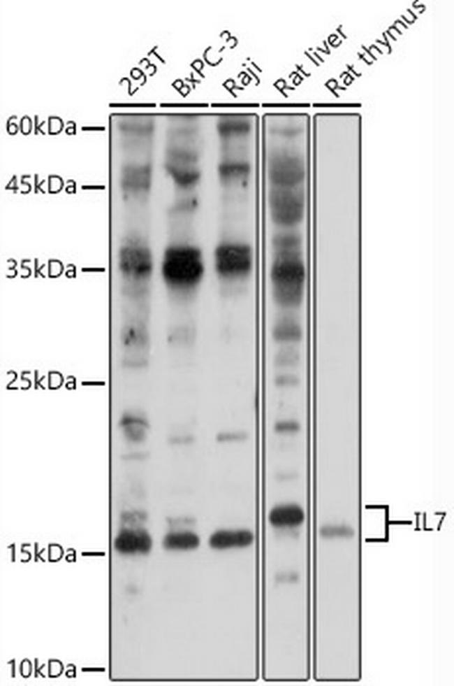 IL-7 Antibody in Western Blot (WB)