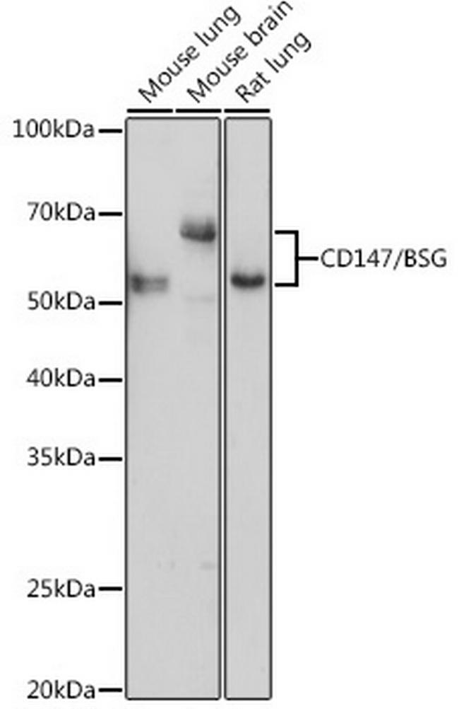 CD147 Antibody in Western Blot (WB)