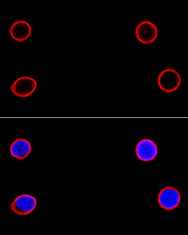 Lamin B1 Antibody in Immunocytochemistry (ICC/IF)