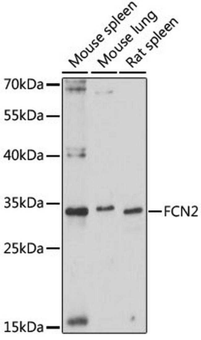 L-Ficolin Antibody in Western Blot (WB)