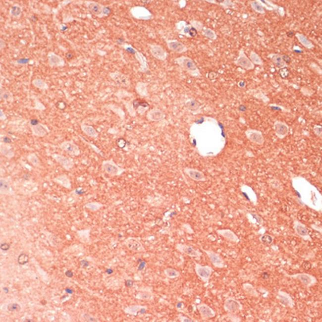 GAP43 Antibody in Immunohistochemistry (Paraffin) (IHC (P))