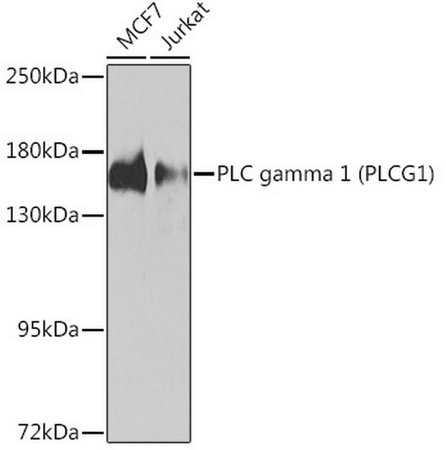 PLCG1 Antibody in Western Blot (WB)