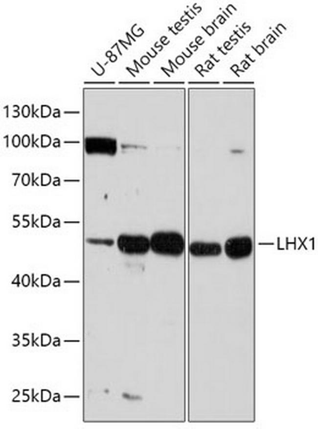 LIM1 Antibody in Western Blot (WB)