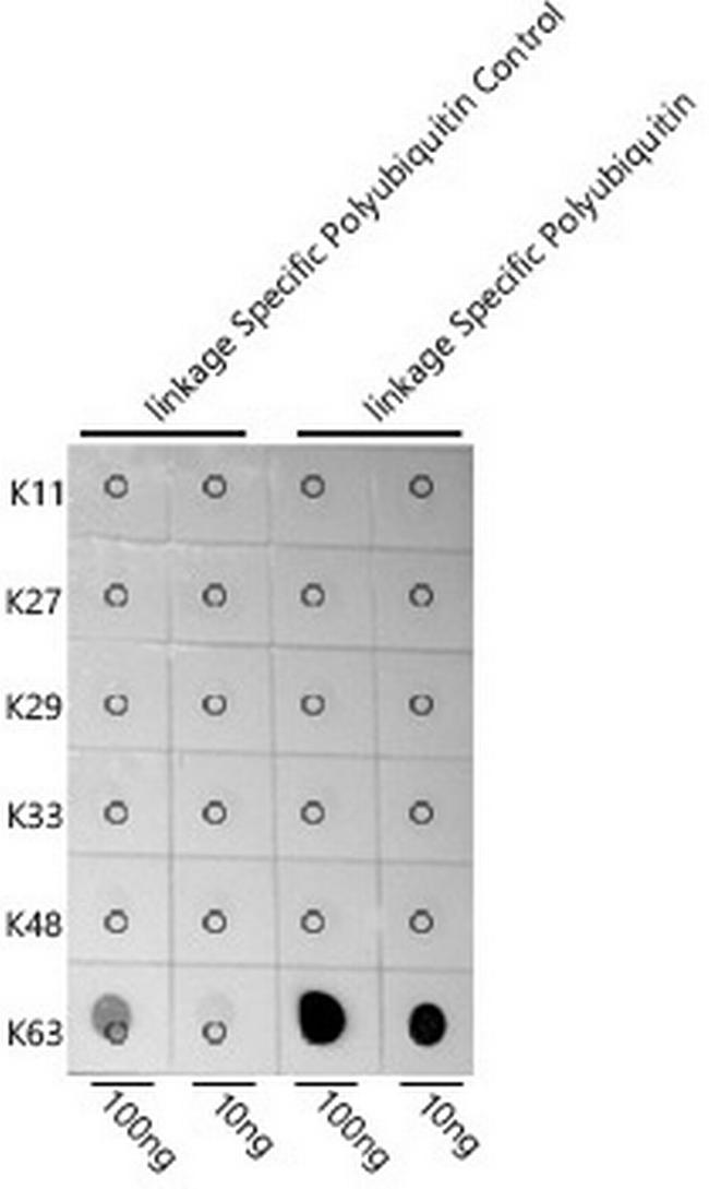 Ub-K63 Antibody in Dot Blot (DB)