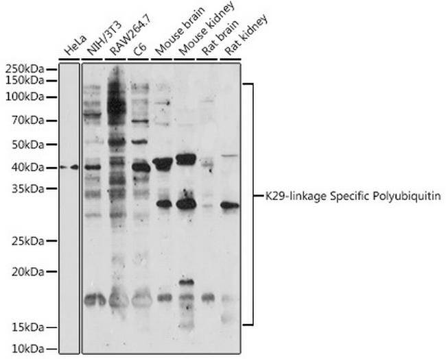 Ub-K29 Antibody in Western Blot (WB)