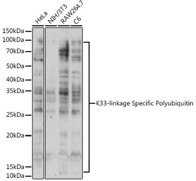 Ub-K33 Antibody in Western Blot (WB)