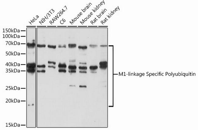 Ub-M1 Antibody in Western Blot (WB)