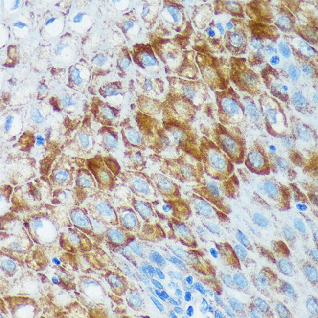 IER5 Antibody in Immunohistochemistry (Paraffin) (IHC (P))