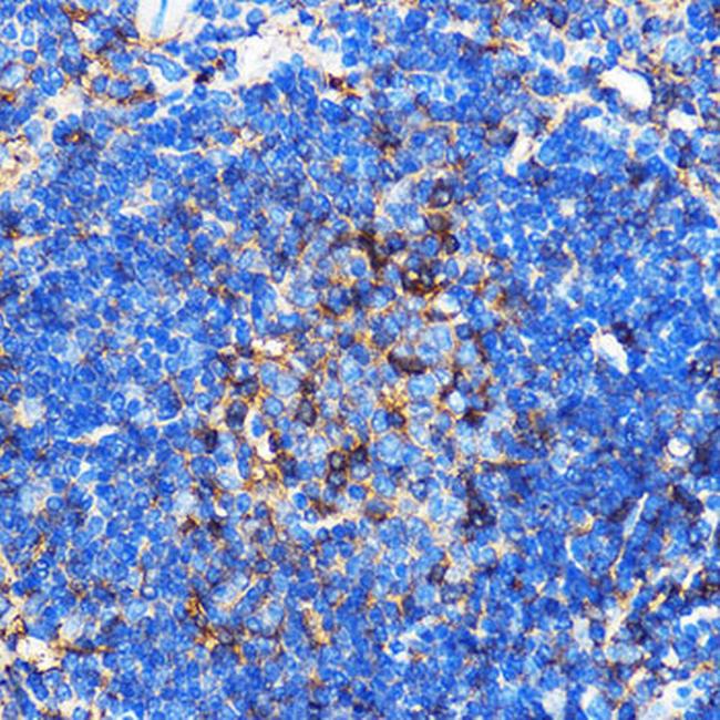 SERC1 Antibody in Immunohistochemistry (Paraffin) (IHC (P))