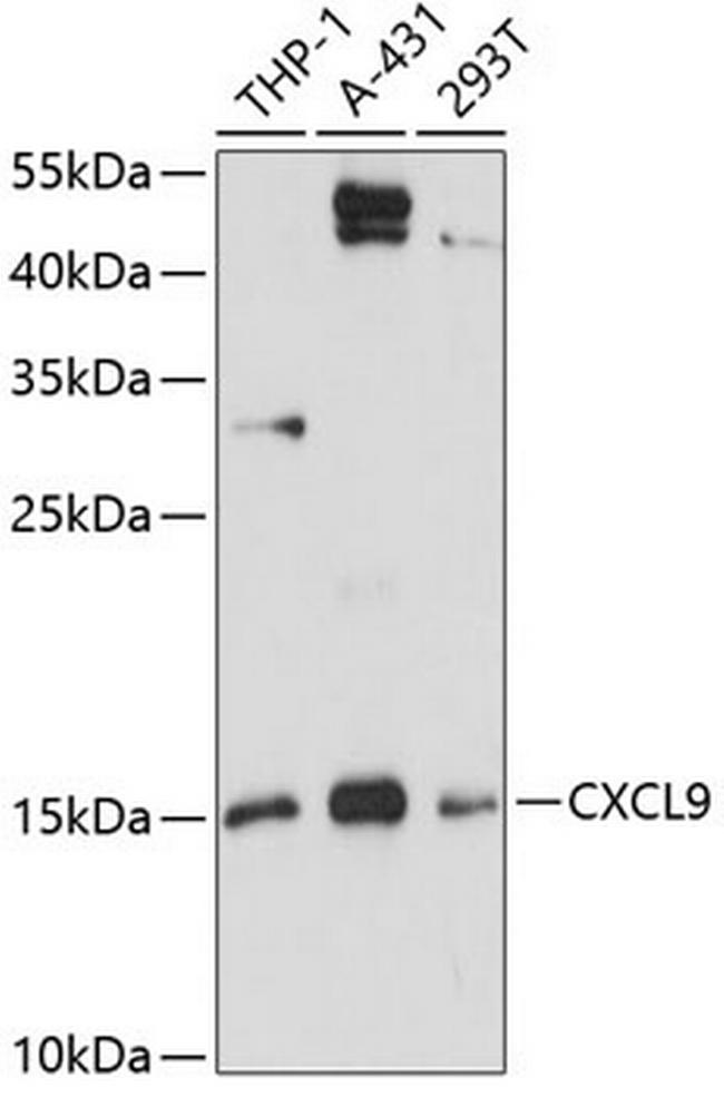 CXCL9 (MIG) Antibody in Western Blot (WB)