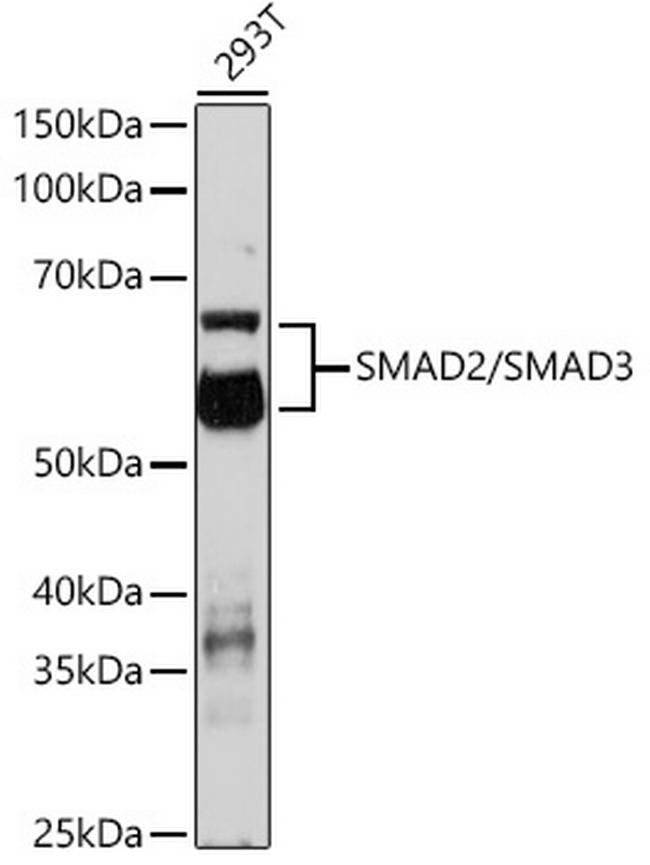 SMAD2/SMAD3 Antibody in Western Blot (WB)