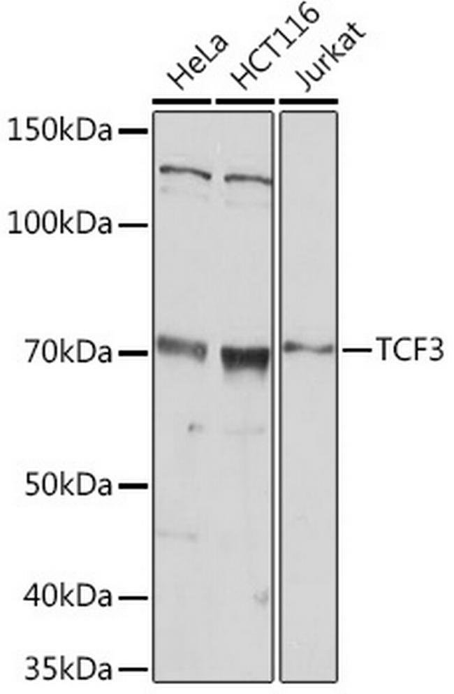 TCF3 Antibody in Western Blot (WB)