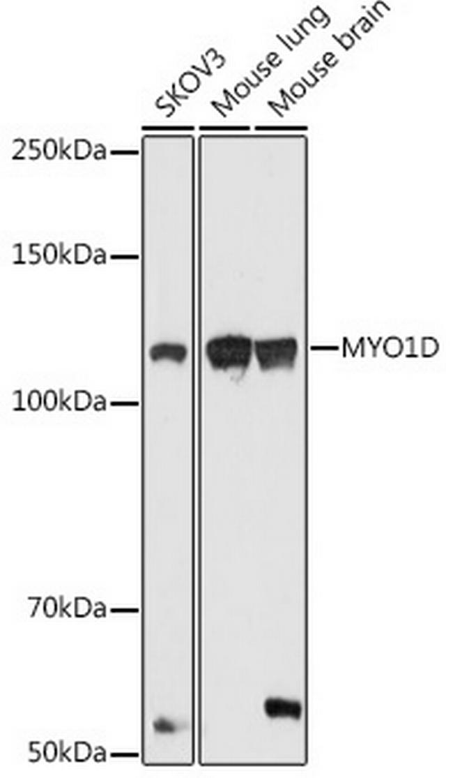 MYO1D Antibody in Western Blot (WB)