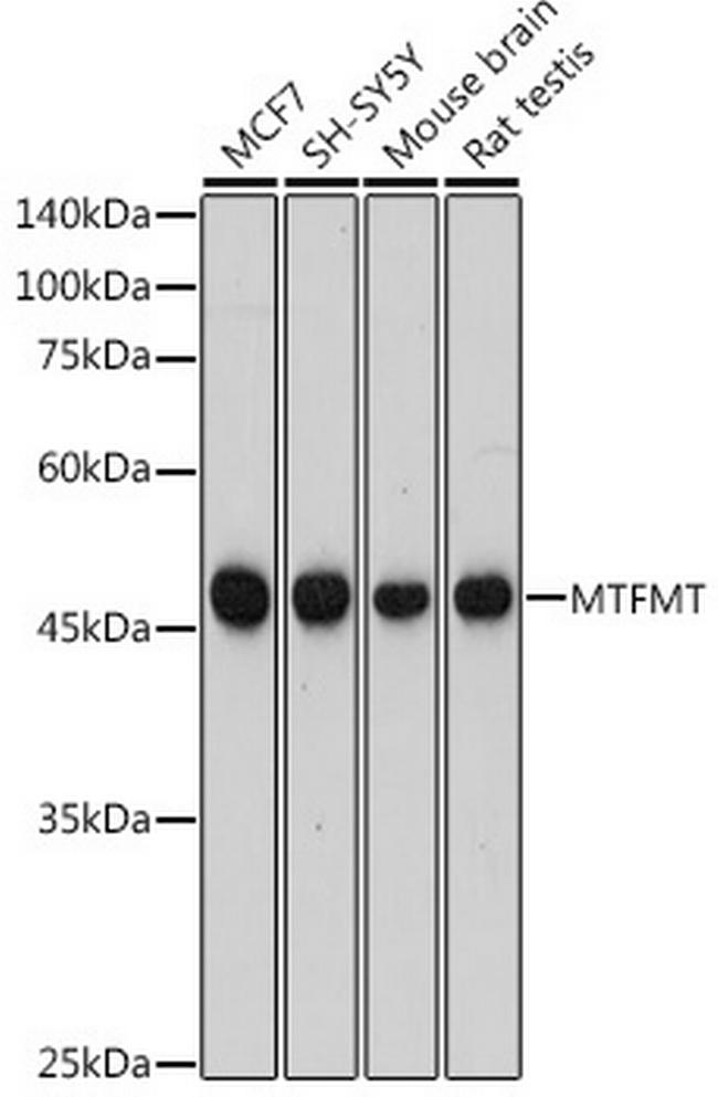 MTFMT Antibody in Western Blot (WB)