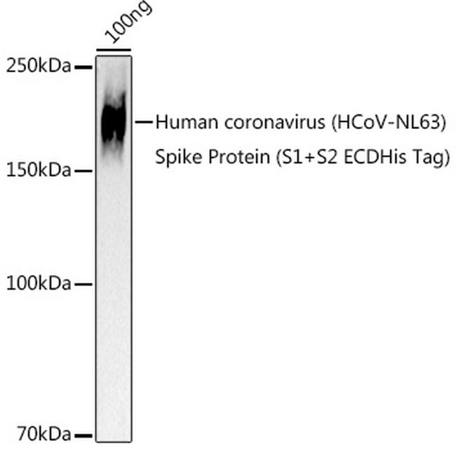 HCoV-NL63 Spike S2 Antibody in Western Blot (WB)