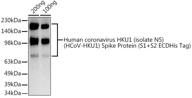 HCoV-HKU1 Spike S1 Antibody in Western Blot (WB)