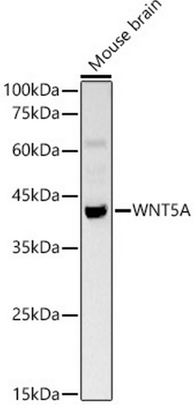 WNT5A Antibody in Western Blot (WB)