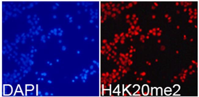 H4K20me2 Antibody in Immunocytochemistry (ICC/IF)