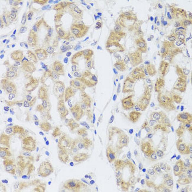 Aquaporin 0 Antibody in Immunohistochemistry (Paraffin) (IHC (P))