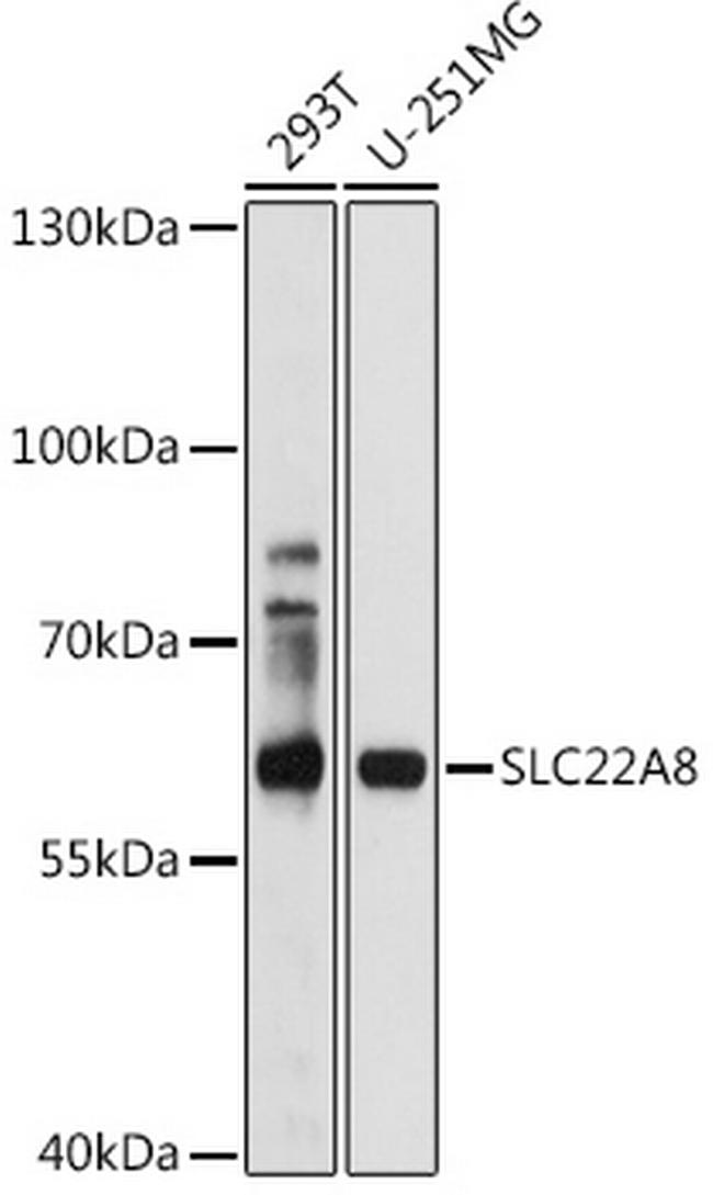 SLC22A8 Antibody in Western Blot (WB)