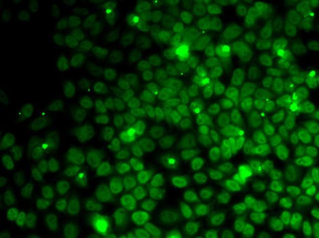 UFD1L Antibody in Immunocytochemistry (ICC/IF)