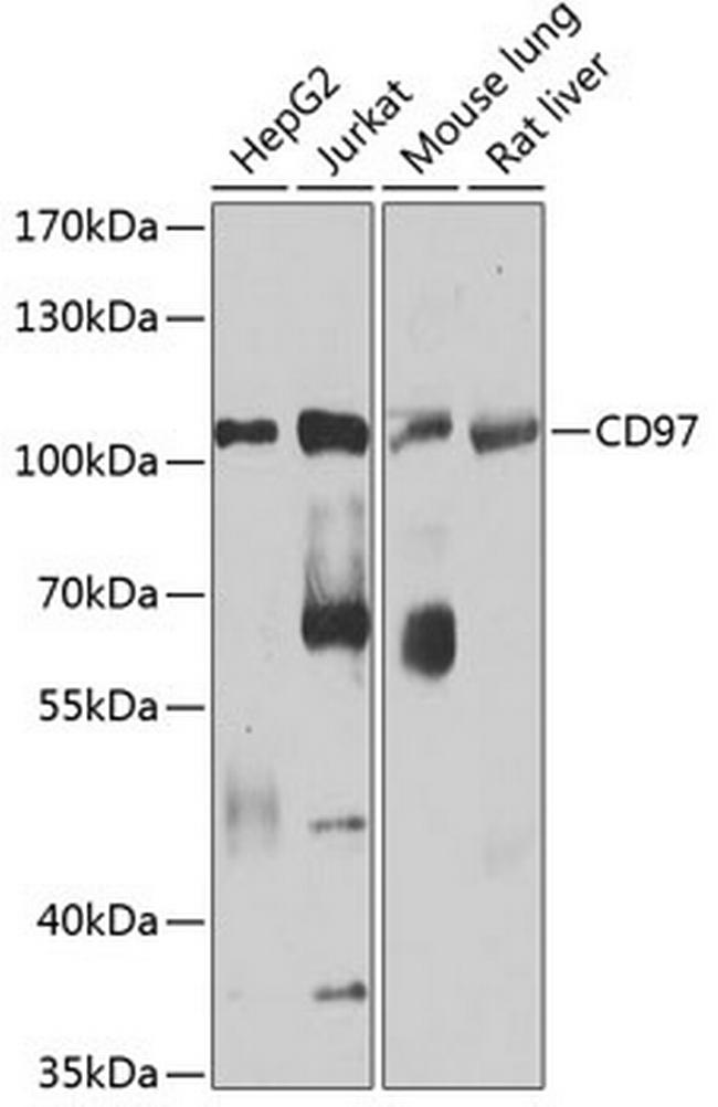 CD97 Antibody in Western Blot (WB)