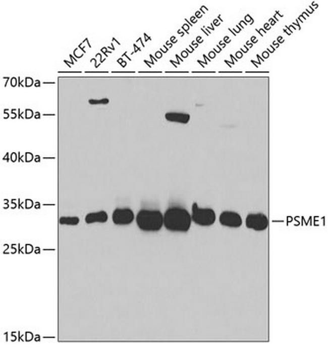 PSME1 Antibody in Western Blot (WB)