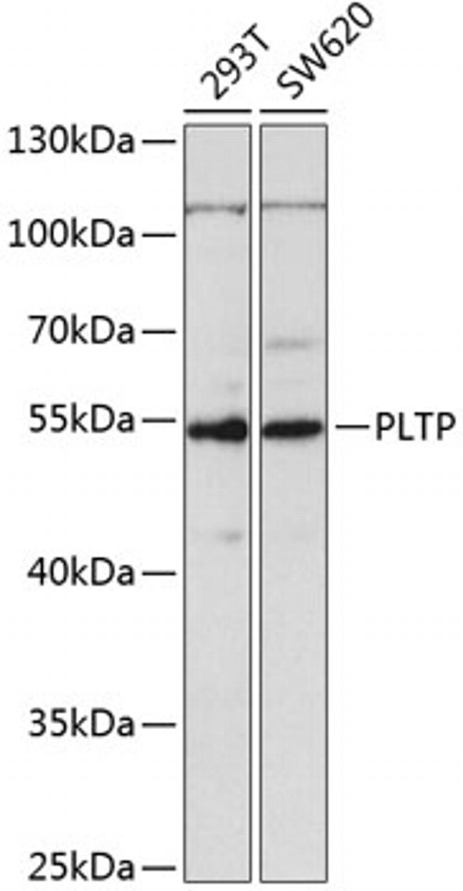 PLTP Antibody in Western Blot (WB)