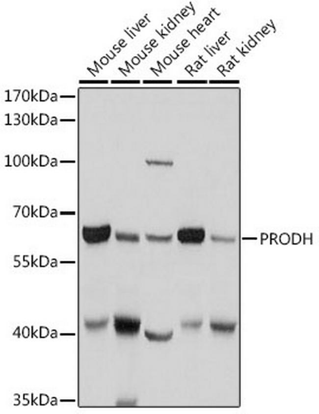 PRODH Antibody in Western Blot (WB)